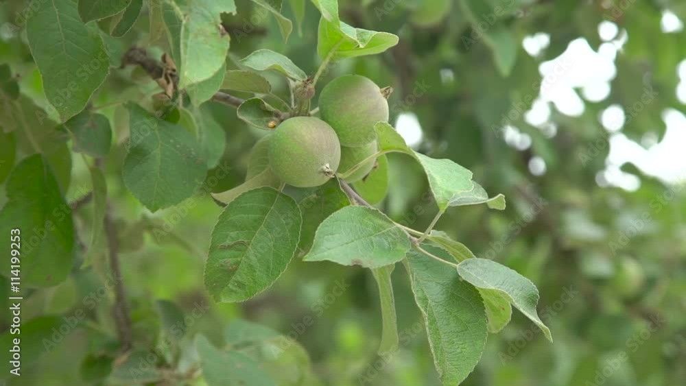 Branch with small apples moving from the wind Branch with small apples moving from the wind