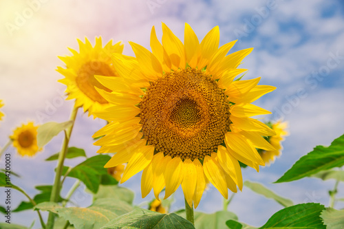 Sunflower blossom