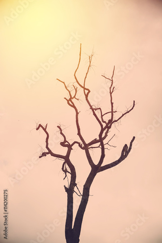 Fototapeta Naklejka Na Ścianę i Meble -  Abstract dead tree