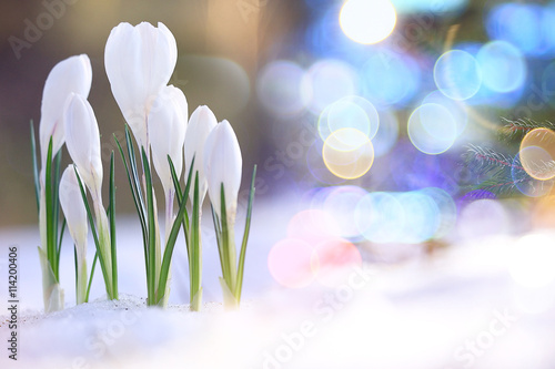 snowdrops crocus spring card photo