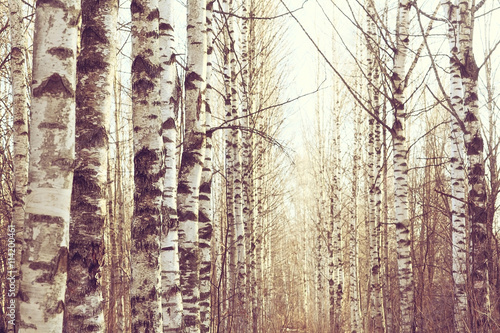 Fototapeta Marzec krajobraz brzozy lasu tło