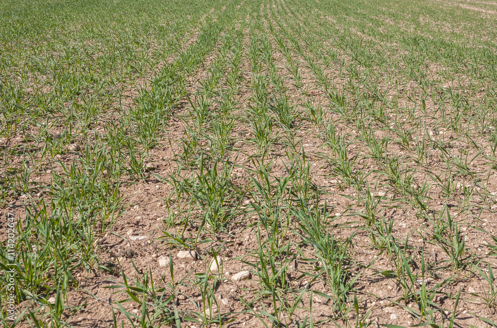 Close up of barley seedlings in a system of dryland agriculture. Photo take in Toledo Province, Spain