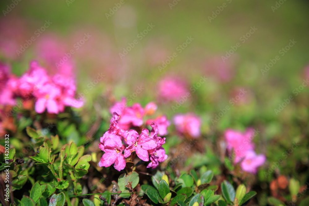 Blossom of rhododendron flowers in mountains