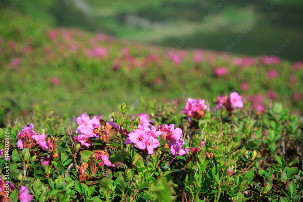 Blossom of rhododendron flowers in mountains Blossom of rhododendron flowers in mountains