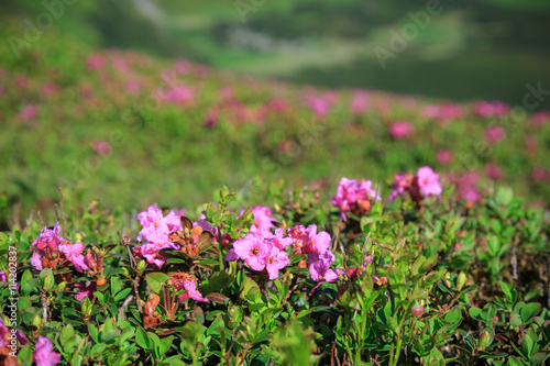 Blossom of rhododendron flowers in mountains