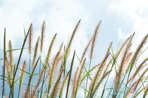 Nature background with grass - vintage soft light tone