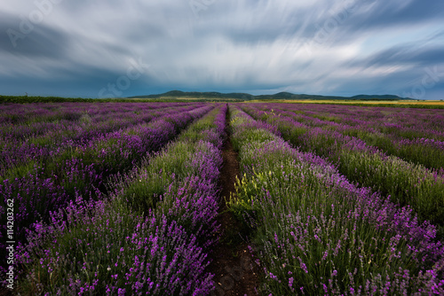 Lavender field at the end of June, near Burgas city, Bulgaria 