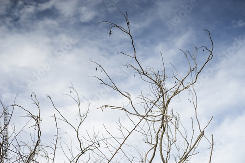 branch of dry died tree with blurred blue sky and clouds in background  selective focus