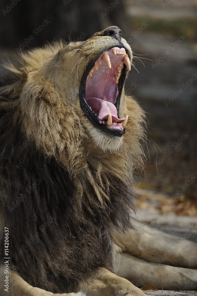 Naklejka premium lion baillement gueule grande ouverte Okavango Botswana