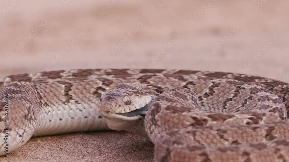 egg eating snake in defensive posture and striking at camera in slow motion egg eating snake in defensive posture and striking at camera in slow motion
