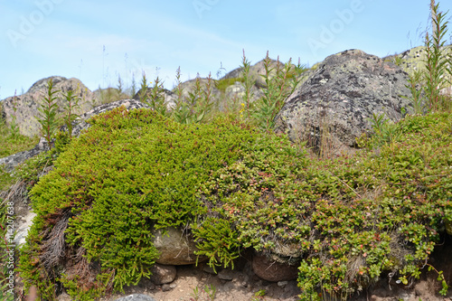 Heathberry have grown (crowberry) (Empetrum nigrum L.) on stones photo