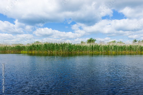 Fields of cane in Danube Delta with blue sky
