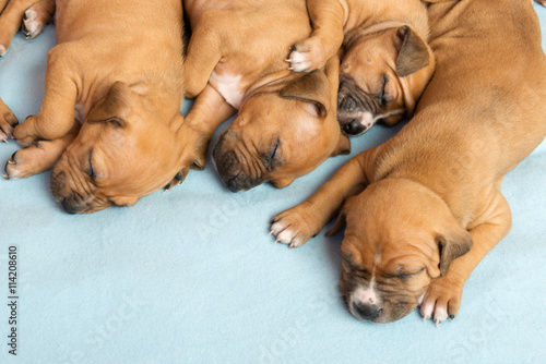 Cute amstaff puppy