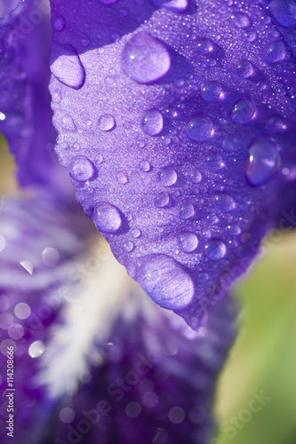 Water drops on petals of iris flower