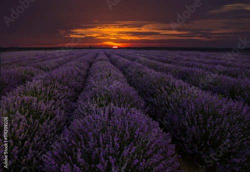 Amazing landscape with lavender field at sunset