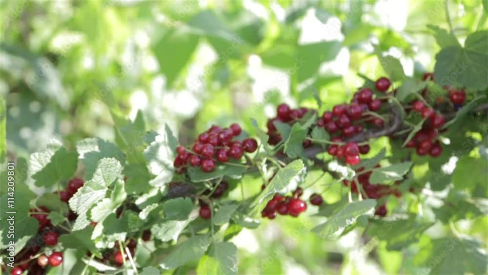 A bush with red berries A bush with red berries