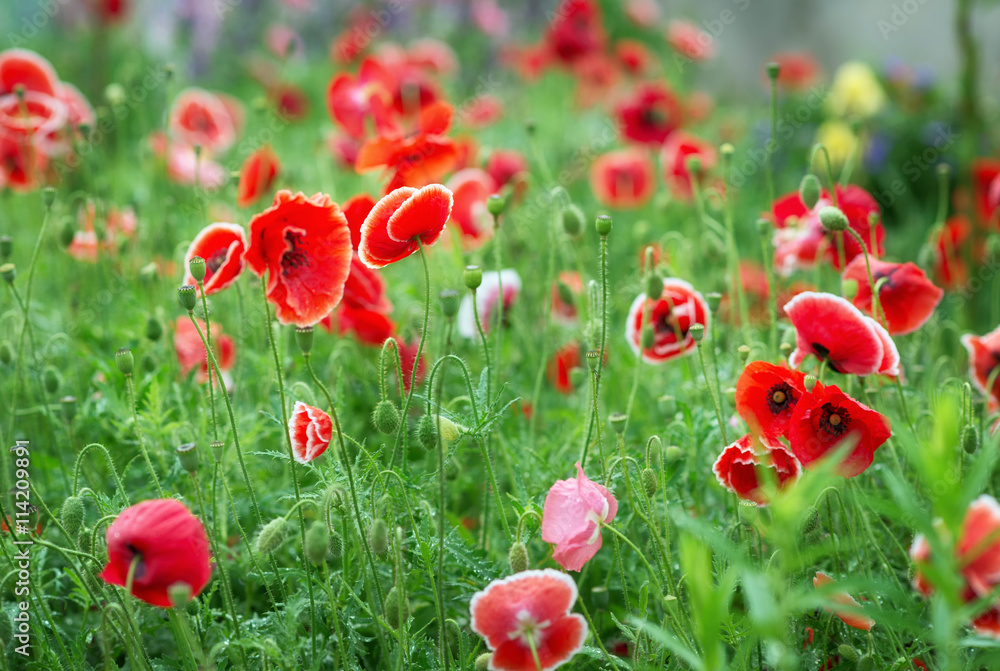 Fototapeta premium Red poppy flowers