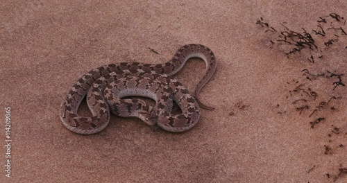 4K egg eating snake in defensive posture and striking at camera 