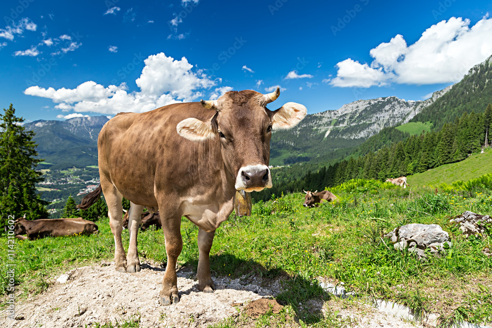 Wunschmotiv: Cow on green grass in front of wonderfull mountain landscape / Kuh auf Wiese vor wunder