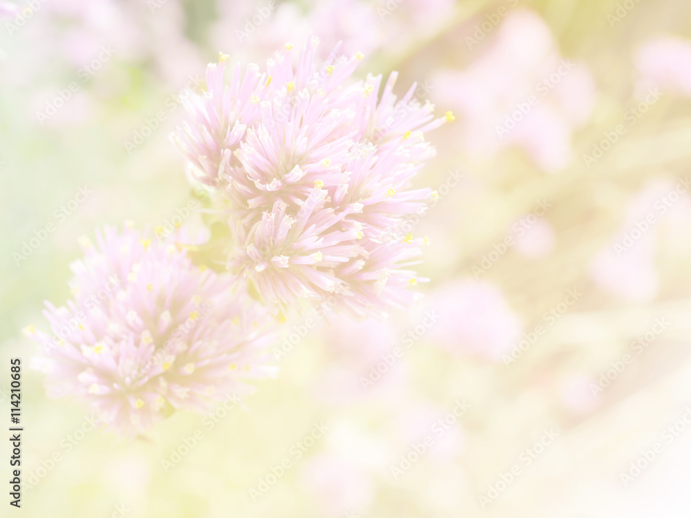 Obraz premium Flower background 41