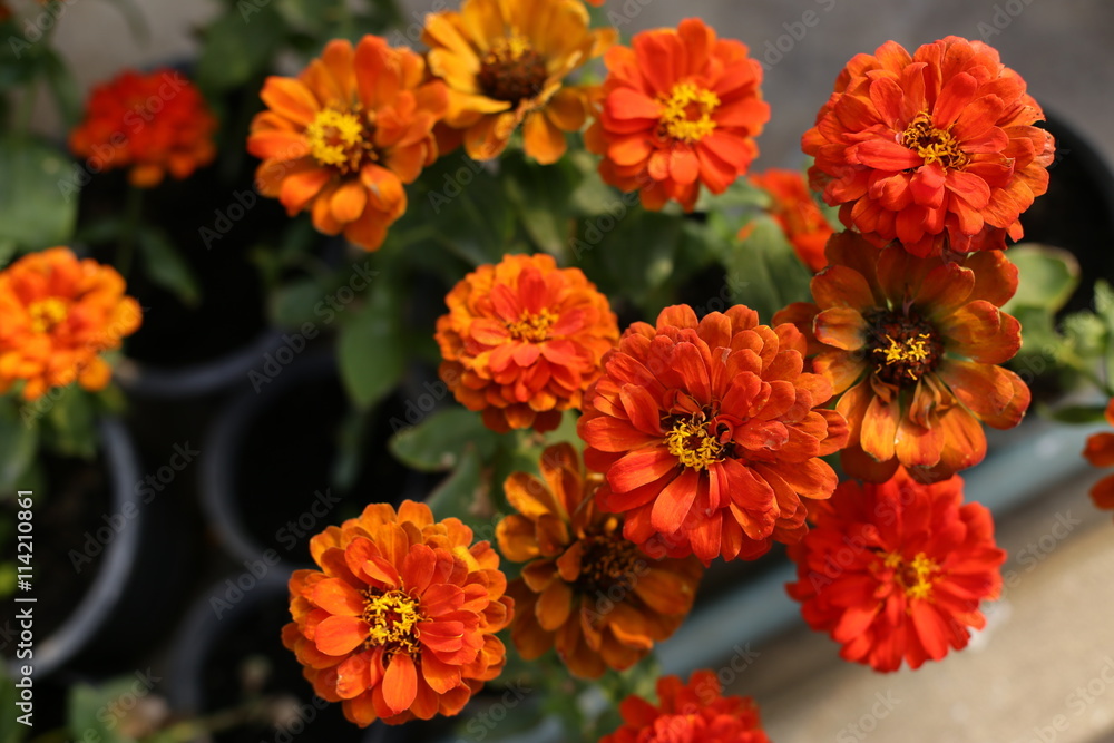 beauty full Zinnia flowers in the garden beauty full Zinnia flowers in the garden