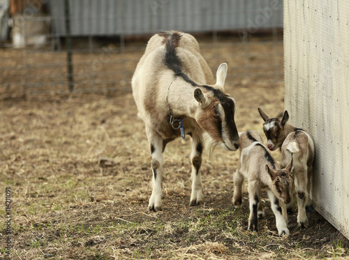 California goats. goat is looking for two young goat kids