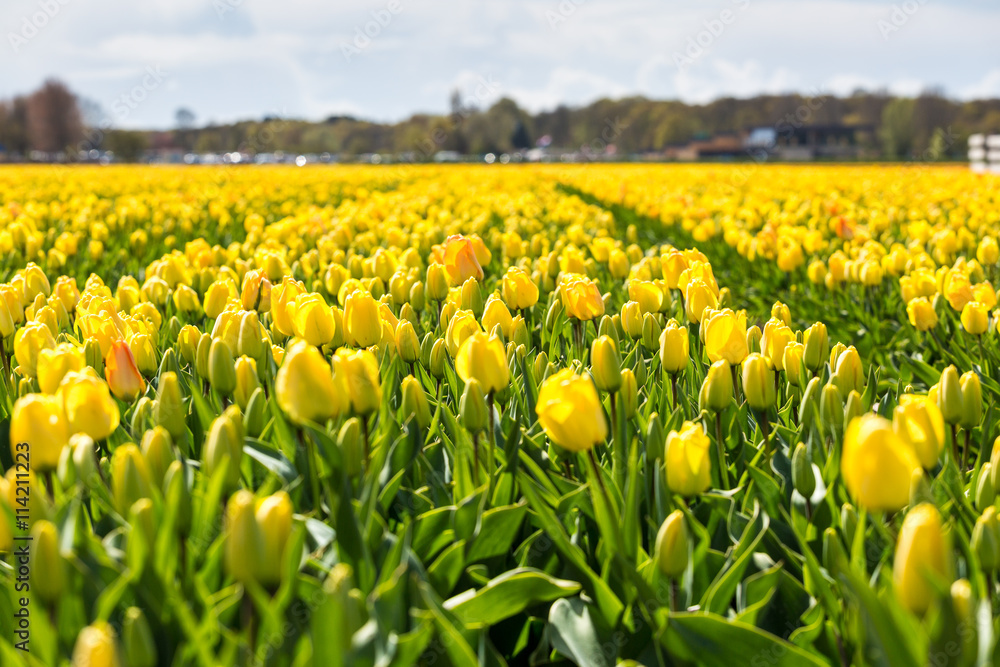 Tulips in Holland