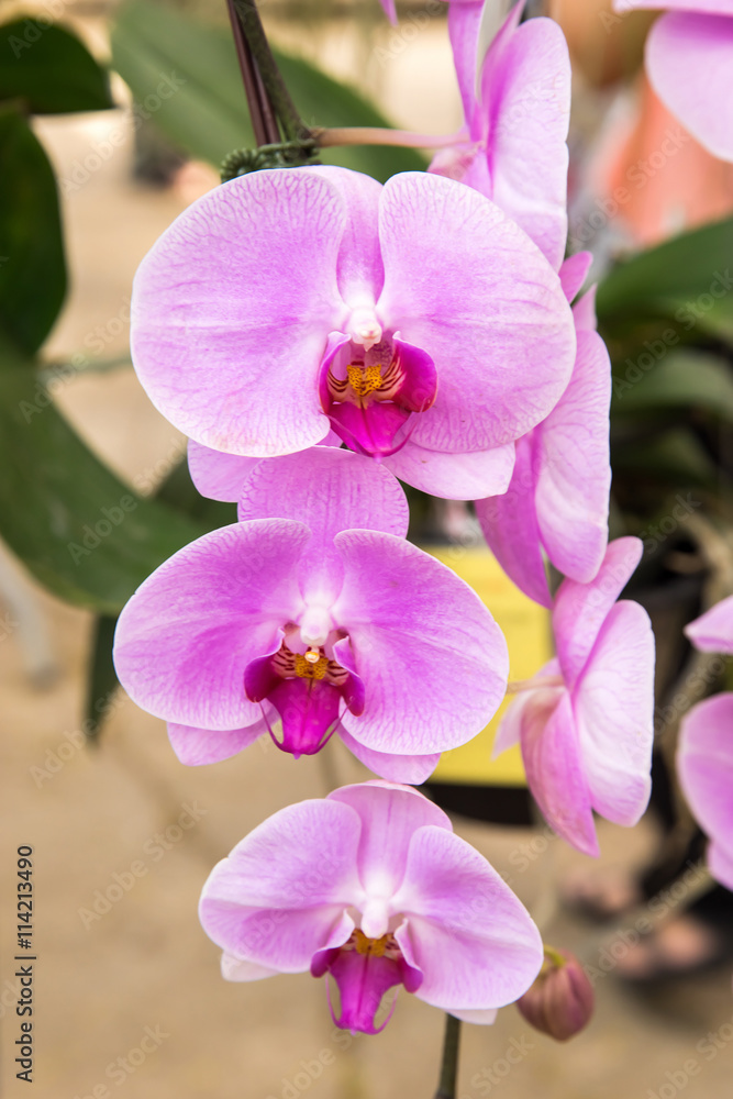 Pink and purple orchids flower Pink and purple orchids flower