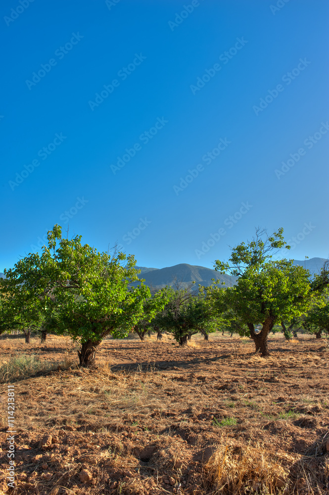 Apricot trees under a blue summer sky.