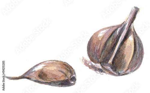 Garlic. Hand drawn watercolor painting on white background
