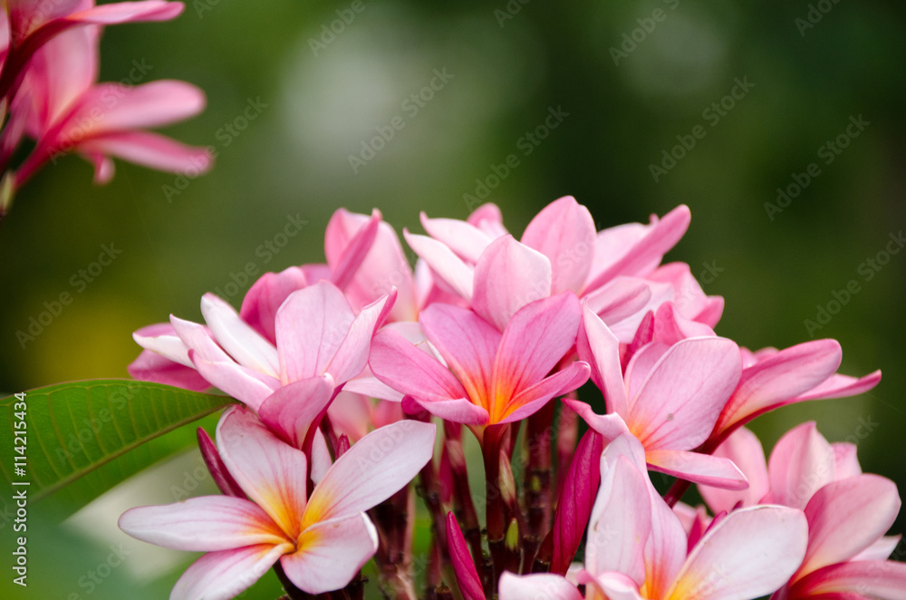 Plumeria flower in full bloom fragrance planted in the garden