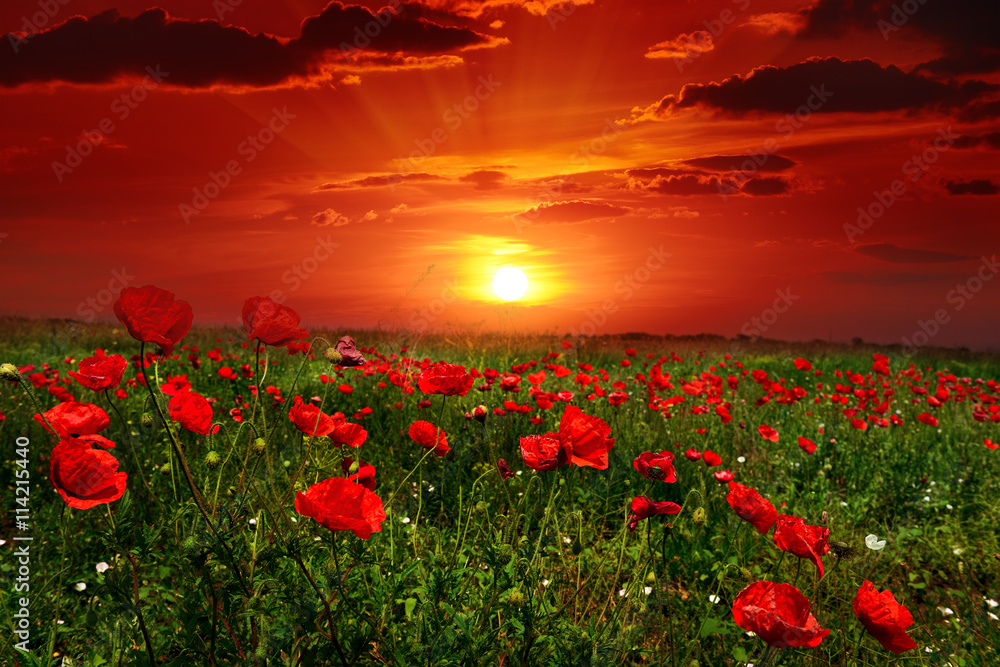 Bright sunrise in poppy field