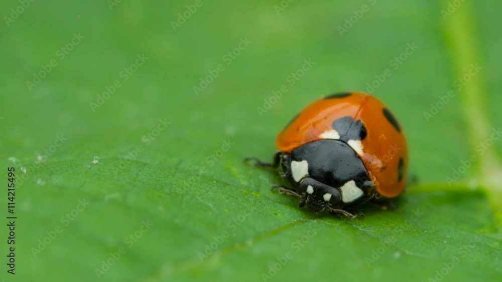 Lady Bug On a Leaf Lady Bug On a Leaf