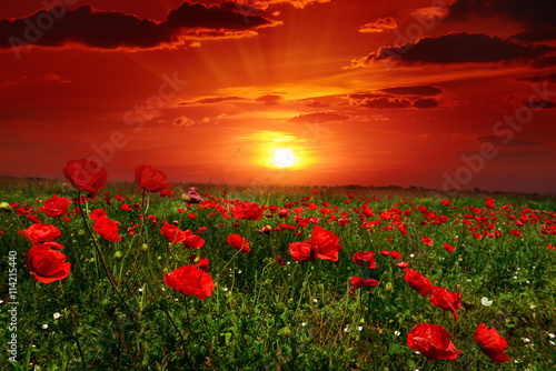 Bright sunrise in poppy field