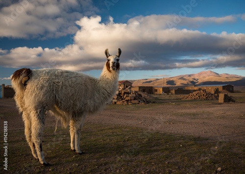 Llama portrait, Villa Alota, Southern Altiplano, Bolivia, South America photo