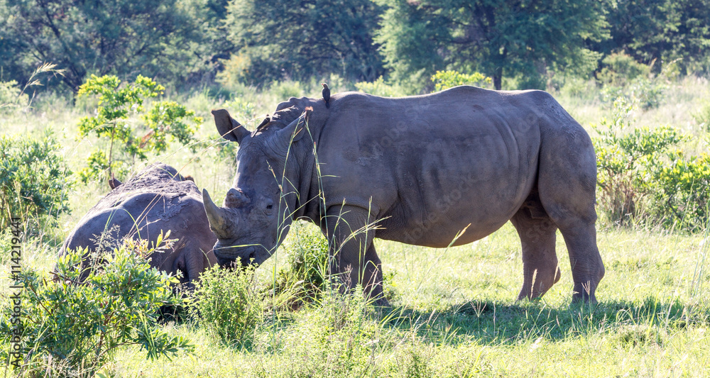Fototapeta premium White Rhinoceros grazes in a protected park