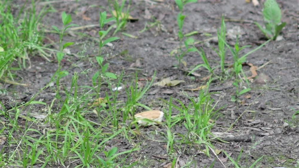 thrush bird on the ground/looking thrush bird food on the ground thrush bird on the ground/looking thrush bird food on the ground