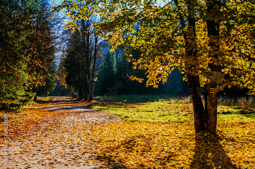 Track path in mountain forest