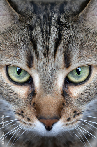 Closeup of portrait a domestic cat. photo