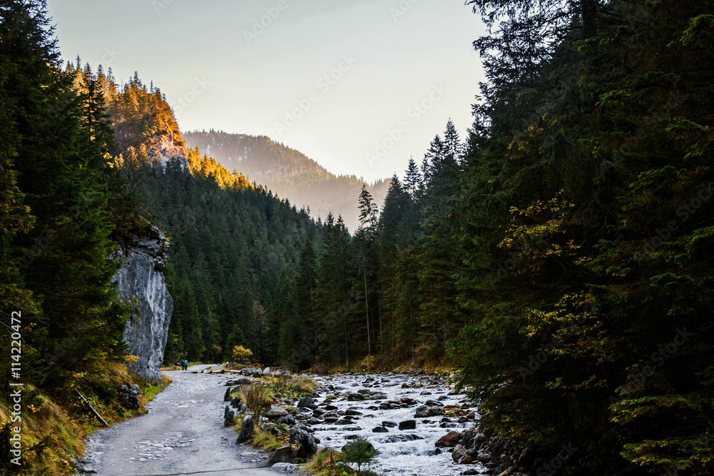 Mountain landscape with tree forest Mountain landscape with tree forest