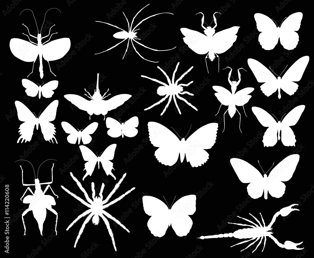 Fototapeta premium collection with twenty white insects