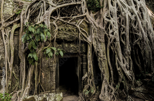 Fototapeta Naklejka Na Ścianę i Meble -  Angkor Prohm Khmer ancient Buddhist temple in jungle forest. Famous
