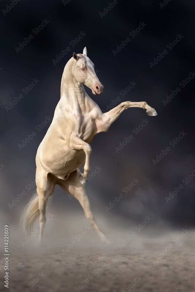 Fototapeta premium Beautiful achal teke horse rearing up against dark background