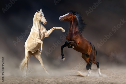 Two horses rearing up and playing against dark background