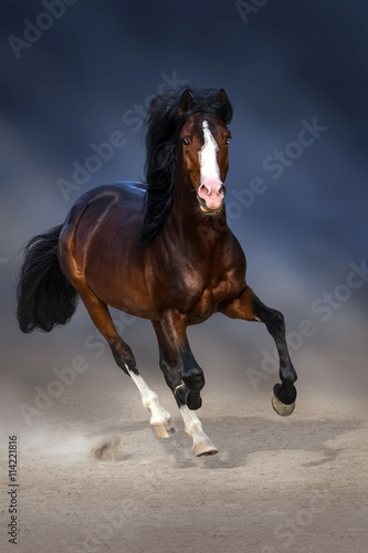 Bay horse with long mane run in sand against dark sky