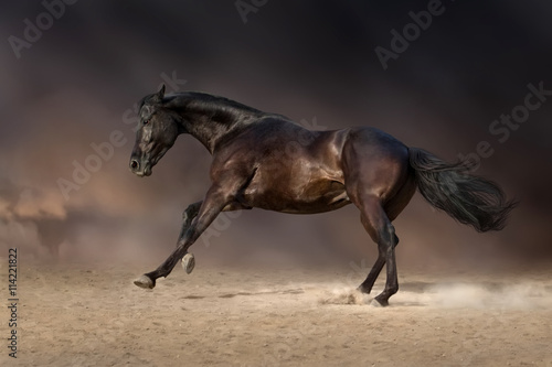 Black stallion run gallop in desert storm