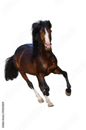 Beautiful bay stallion with long mane run gallop isolated on white background