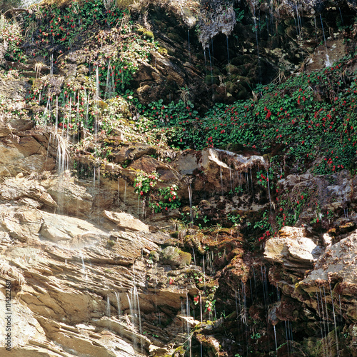 Rocks and foliage, Ushuaia, Argentina