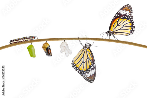 Isolated transformation of common tiger butterfly emerging from photo