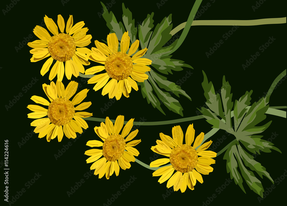 group of coltsfoot flowers on black illustration group of coltsfoot flowers on black illustration